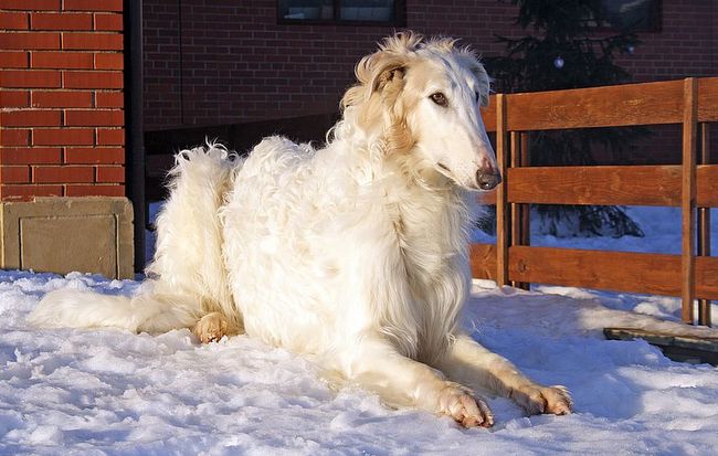 borzoj charakterystyka i pielęgnacja