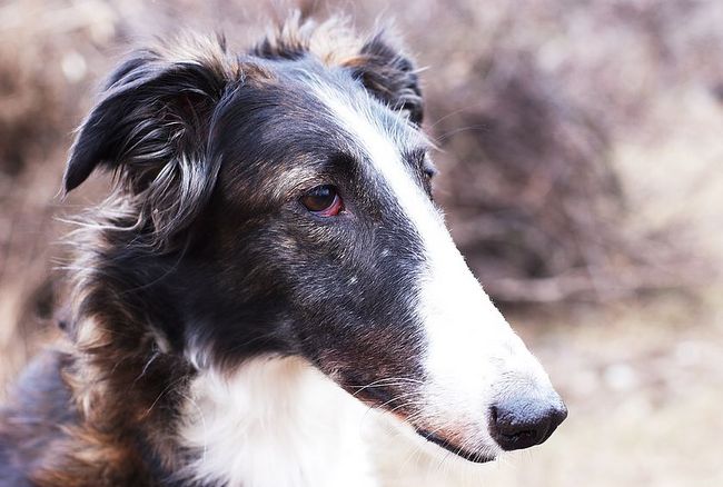 borzoj charakterystyka i pielęgnacja