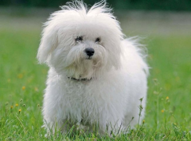 bichon bolonais charakterystyka i pielęgnacja