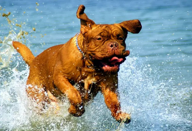 dog de bordeaux charakterystyka i pielęgnacj