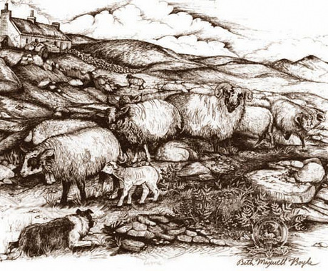 border collie charakterystyka i pielęgnacja