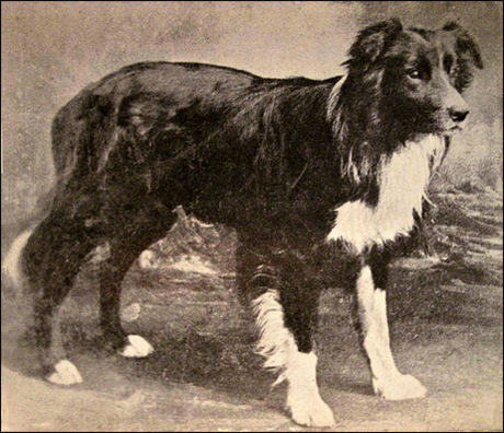 border collie charakterystyka i pielęgnacja