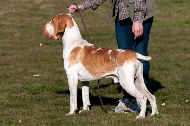 bracco italiano charakterystyka i pielęgnacja