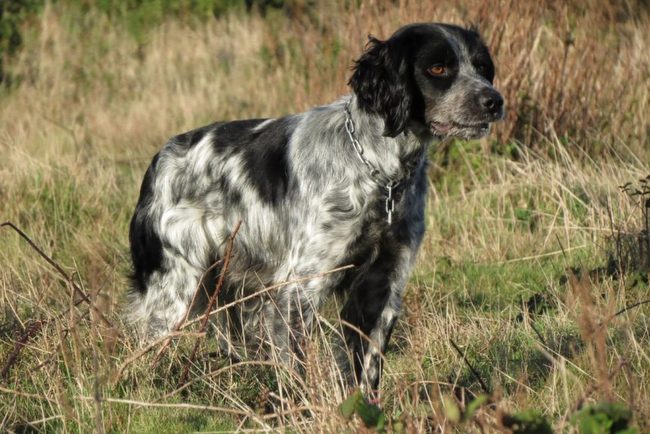 spaniel bretoński charakterystyka i pielęgnacja 