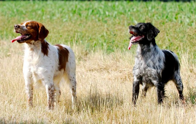 spaniel bretoński charakterystyka i pielęgnacja