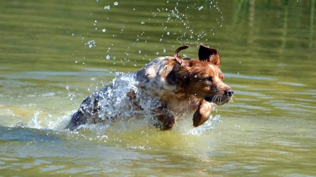 spaniel bretoński charakterystyka i pielęgnacja