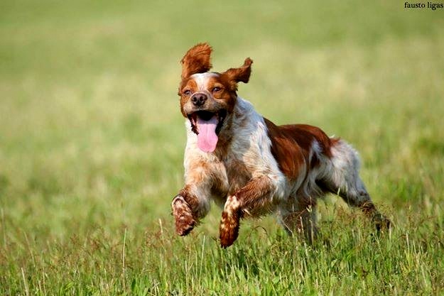 spaniel bretoński charakterystyka i pielęgnacja 