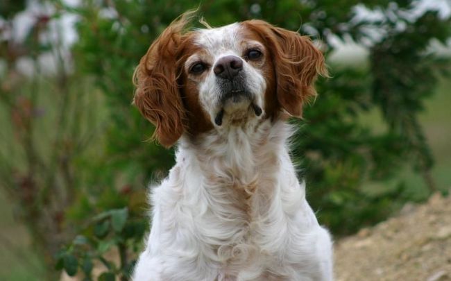 spaniel bretoński charakterystyka i pielęgnacja