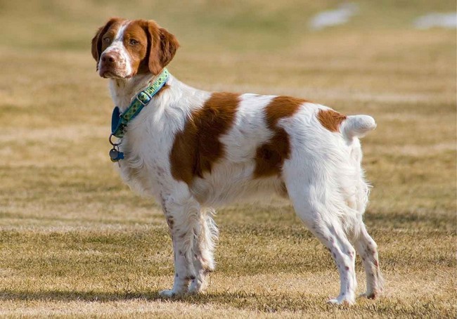 spaniel bretoński charakterystyka i pielęgnacja