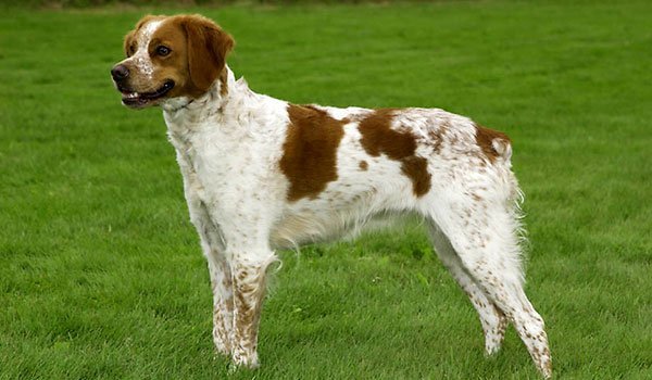 spaniel bretoński charakterystyka i pielęgnacja