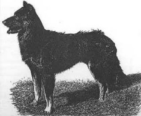 briard charakterystyka i pielęgnacja