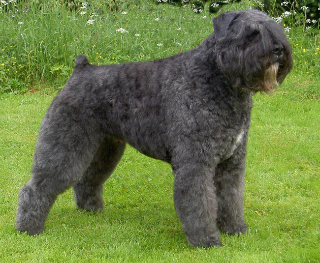 bouvier de Flandres charakterystyka i pielęgnacja