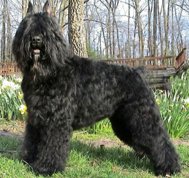 bouvier de Flandres charakterystyka i pielęgnacja