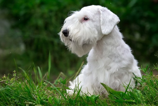 sealyham terrier charakterystyka i pielęgnacja