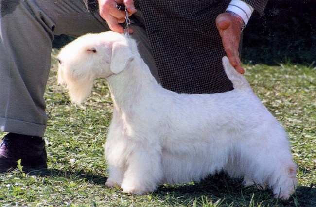sealyham terrier charakterystyka i pielęgnacja