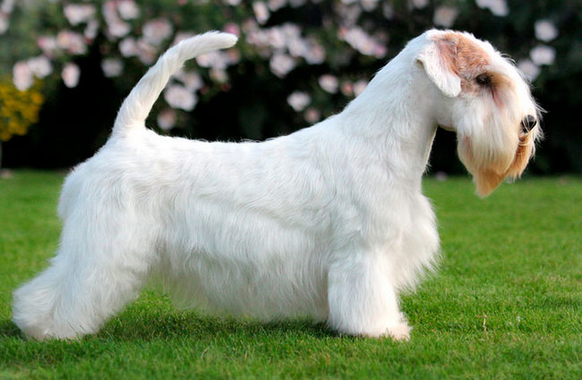 sealyham terrier charakterystyka i pielęgnacja