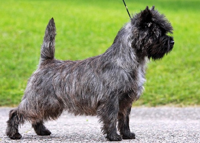 cairn terrier charakterystyka i pielęgnacja 