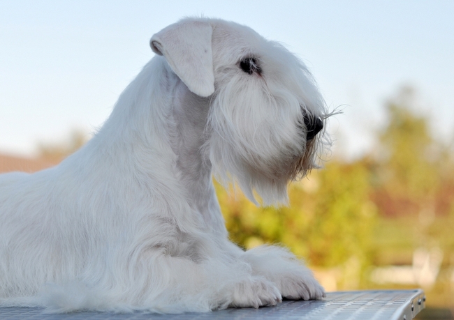 sealyham terrier charakterystyka i pielęgnacja