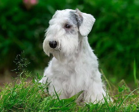 sealyham terrier charakterystyka i pielęgnacja 