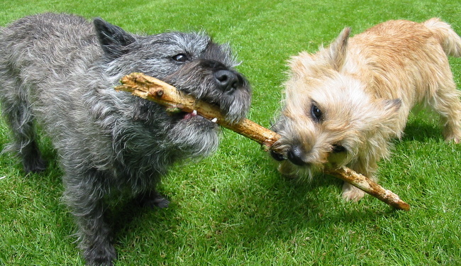 cairn terrier charakterystyka i pielęgnacja 
