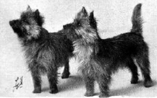 cairn terrier charakterystyka i pielęgnacja 