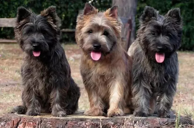 cairn terrier charakterystyka i pielęgnacja 