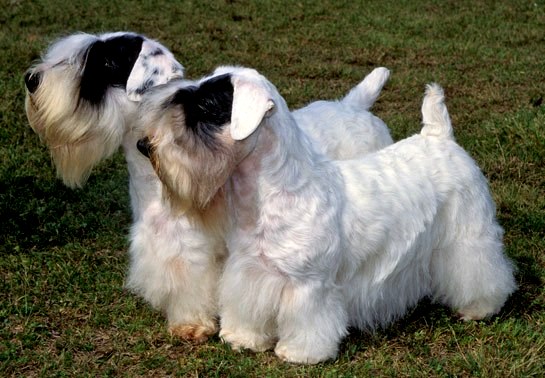 sealyham terrier charakterystyka i pielęgnacja 