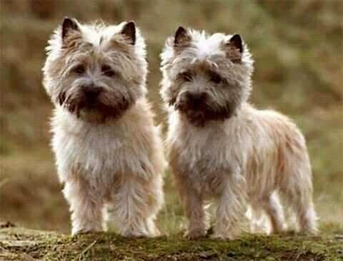 cairn terrier charakterystyka i pielęgnacja