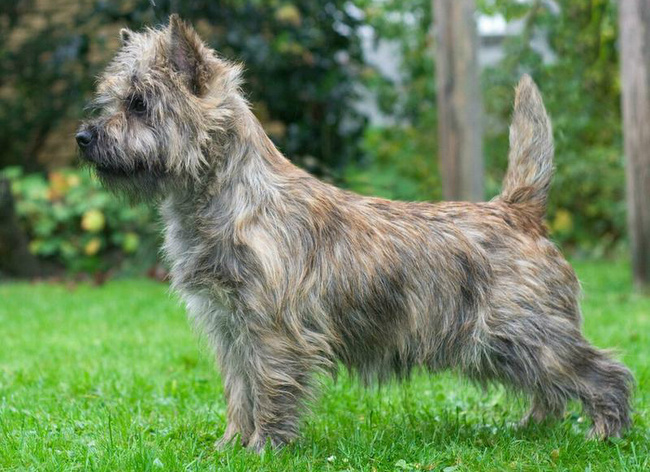 cairn terrier charakterystyka i pielęgnacja