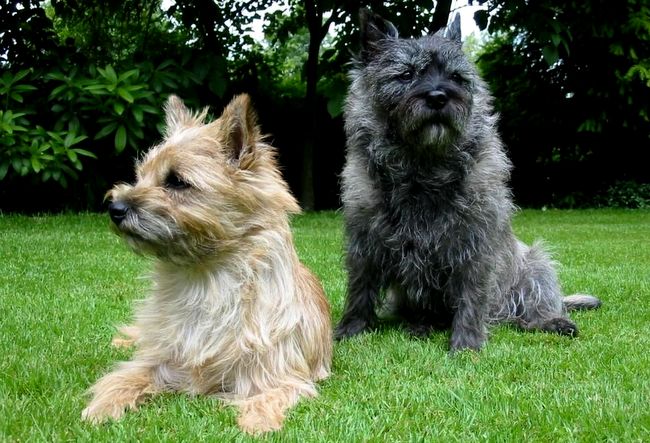 cairn terrier charakterystyka i pielęgnacja