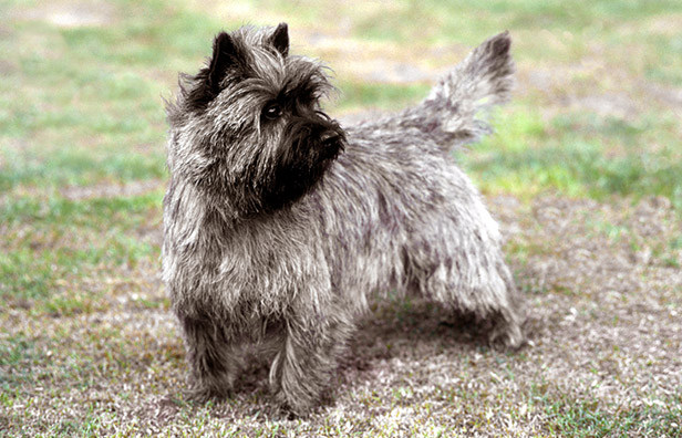cairn terrier charakterystyka i pielęgnacja