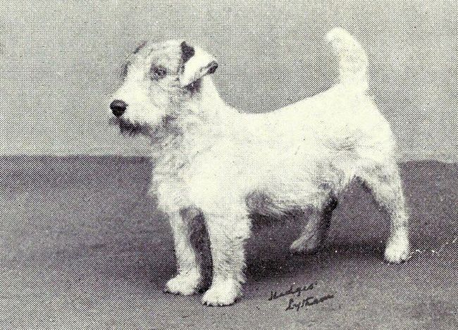 sealyham terrier charakterystyka i pielęgnacja 