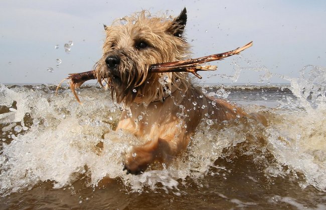 cairn terrier charakterystyka i pielęgnacja 