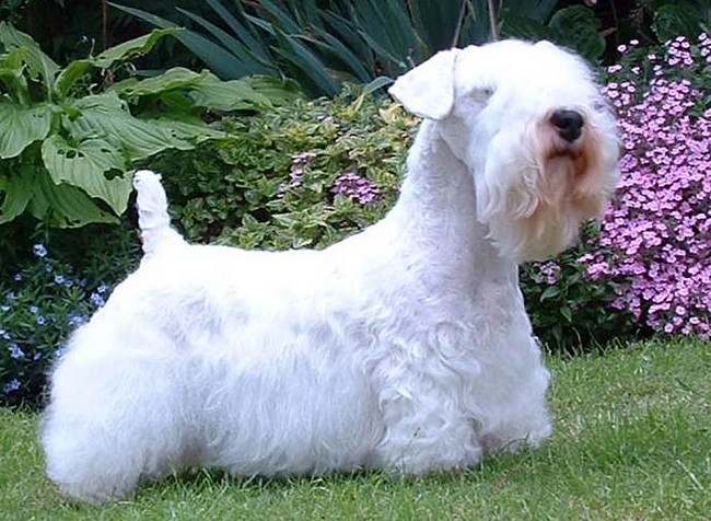 sealyham terrier charakterystyka i pielęgnacja 