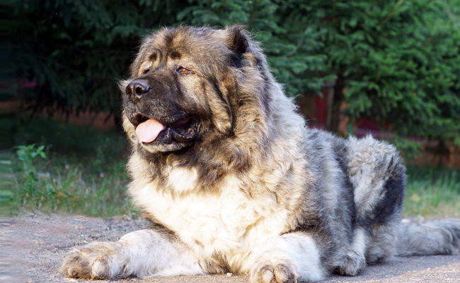 owczarek kaukaski charakterystyka i pielęgnacja