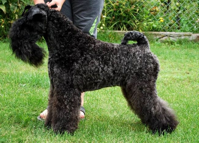 kerry blue terrier charakterystyka i pielęgnacja