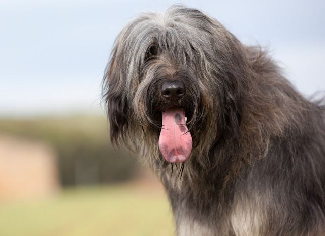 owczarek kataloński charakterystyka i pielęgnacja