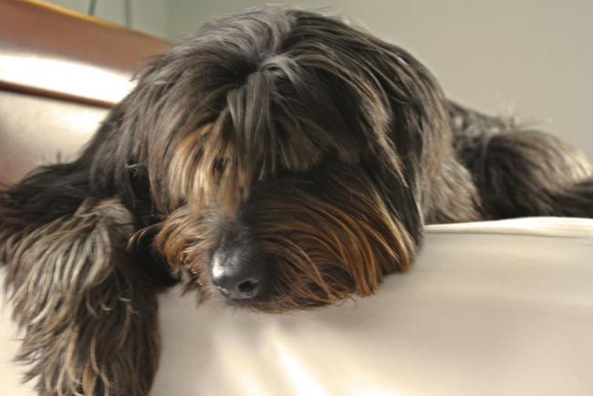 owczarek kataloński charakterystyka i pielęgnacja