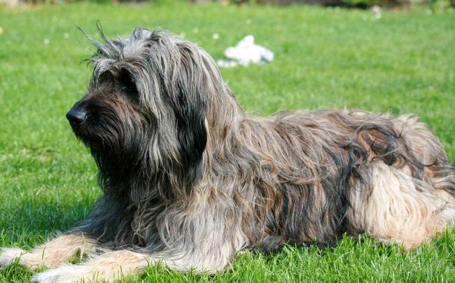 owczarek kataloński charakterystyka i pielęgnacja