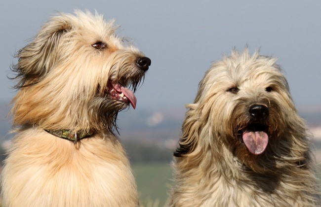 owczarek kataloński charakterystyka i pielęgnacja