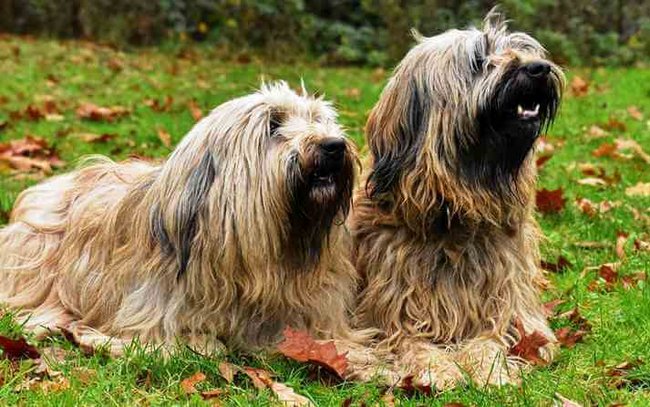 owczarek kataloński charakterystyka i pielęgnacja