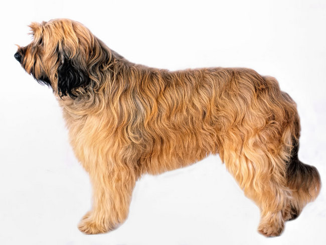 owczarek kataloński charakterystyka i pielęgnacja