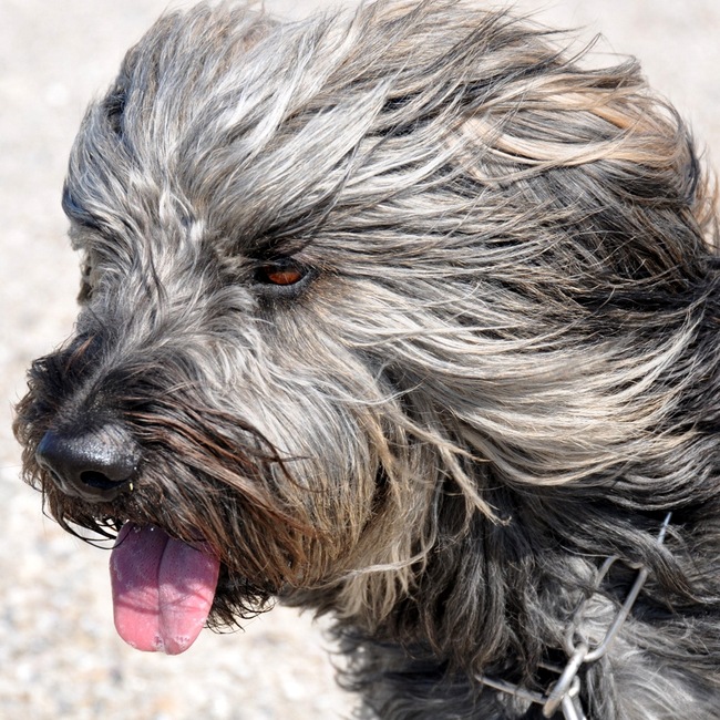 owczarek kataloński charakterystyka i pielęgnacja