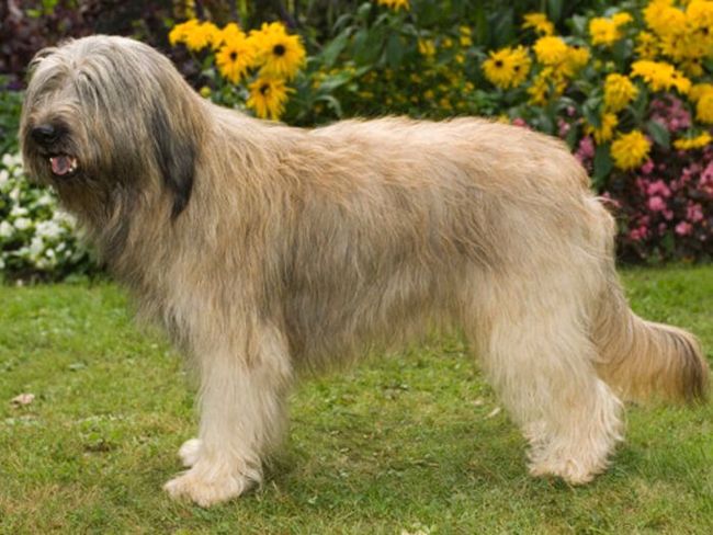 owczarek kataloński charakterystyka i pielęgnacja