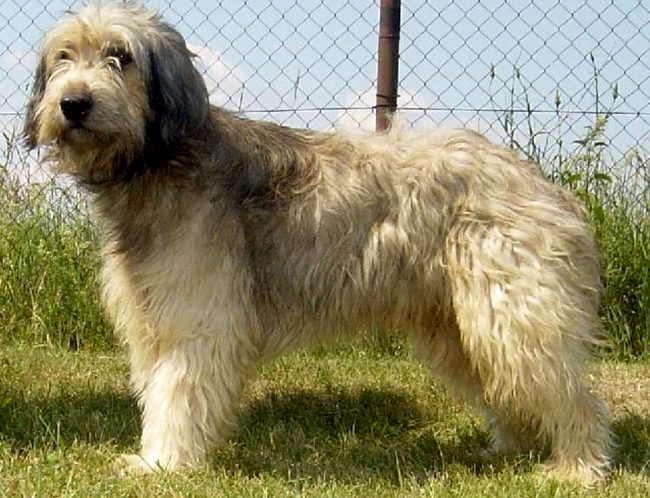 owczarek kataloński charakterystyka i pielęgnacja