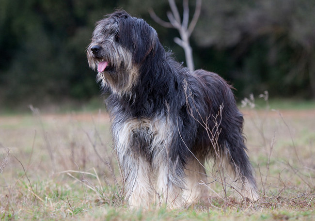 owczarek kataloński charakterystyka i pielęgnacja