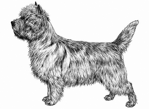 cairn terrier charakterystyka i pielęgnacja