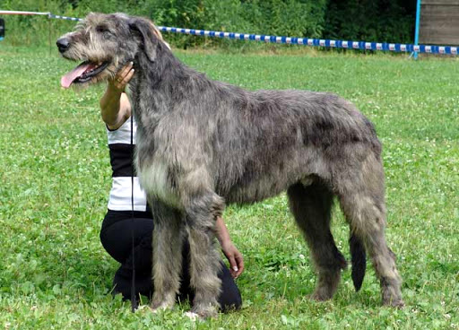 chart irlandzki charakterystyka i pielęgnacja