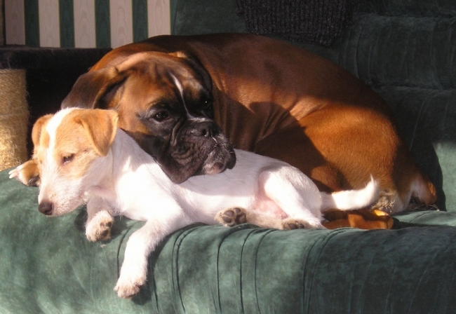 jack russel terier charakterystyka i pielęgnacja