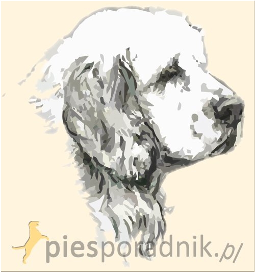 clumber spaniel charakterystyka i pielęgnacja.